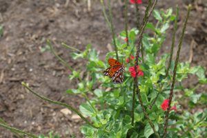 Butterfly on a Plant